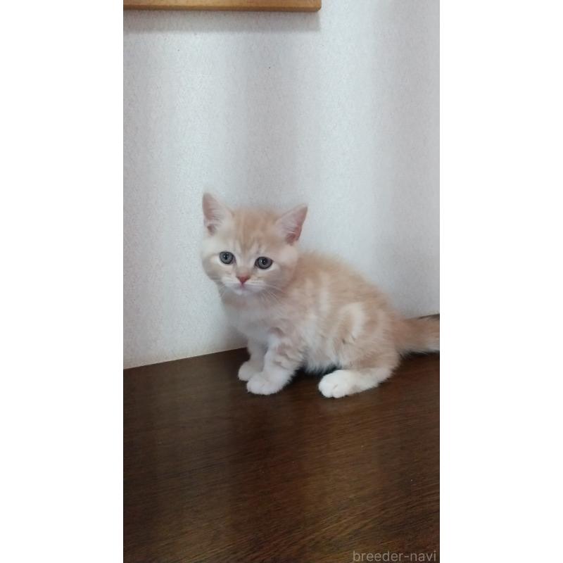 成約済の栃木県のスコティッシュフォールド-135282の2枚目