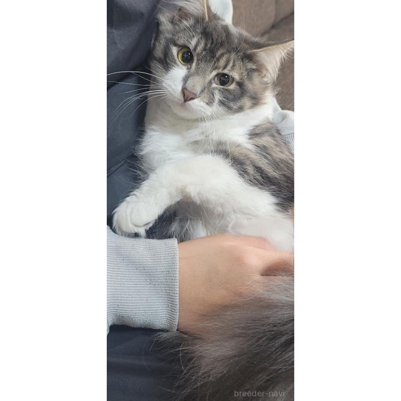 販売中の埼玉県のノルウェージャンフォレストキャット-135448の5枚目