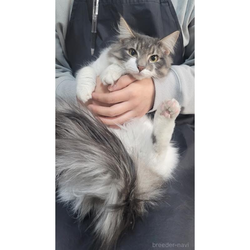 販売中の埼玉県のノルウェージャンフォレストキャット-135448の4枚目