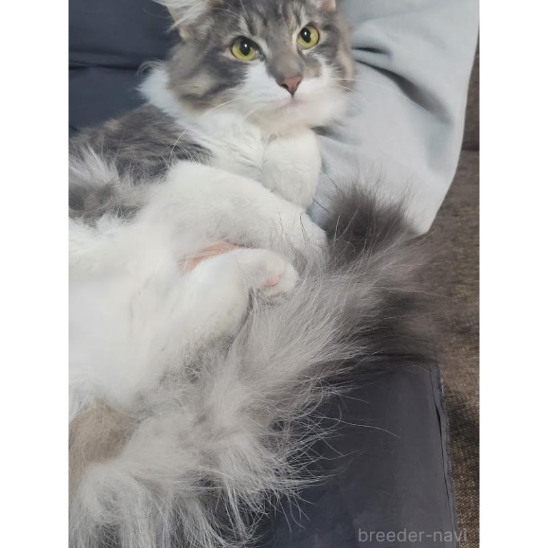 販売中の埼玉県のノルウェージャンフォレストキャット-135448の2枚目