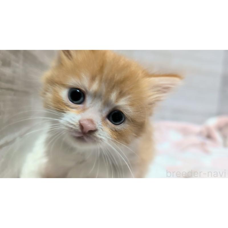 販売中の熊本県のマンチカン(短足)-135474