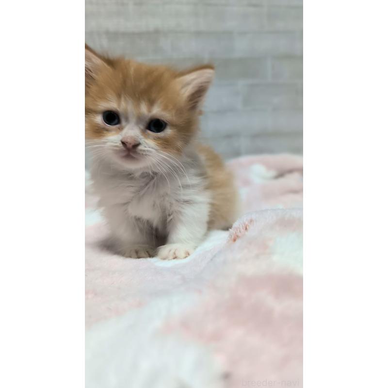 販売中の熊本県のマンチカン(短足)-135474の9枚目