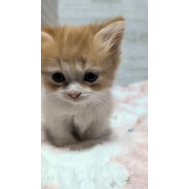 販売中の熊本県のマンチカン(短足)-135474の8枚目