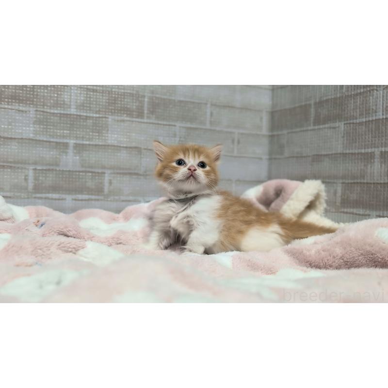 販売中の熊本県のマンチカン(短足)-135474の7枚目