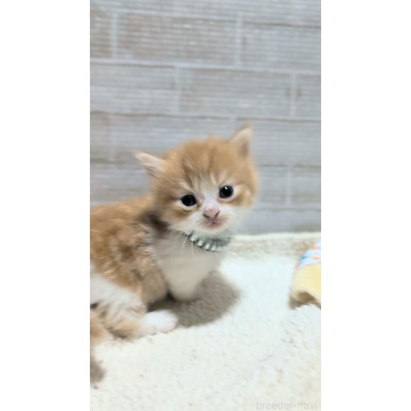 販売中の熊本県のマンチカン(短足)-135474の4枚目