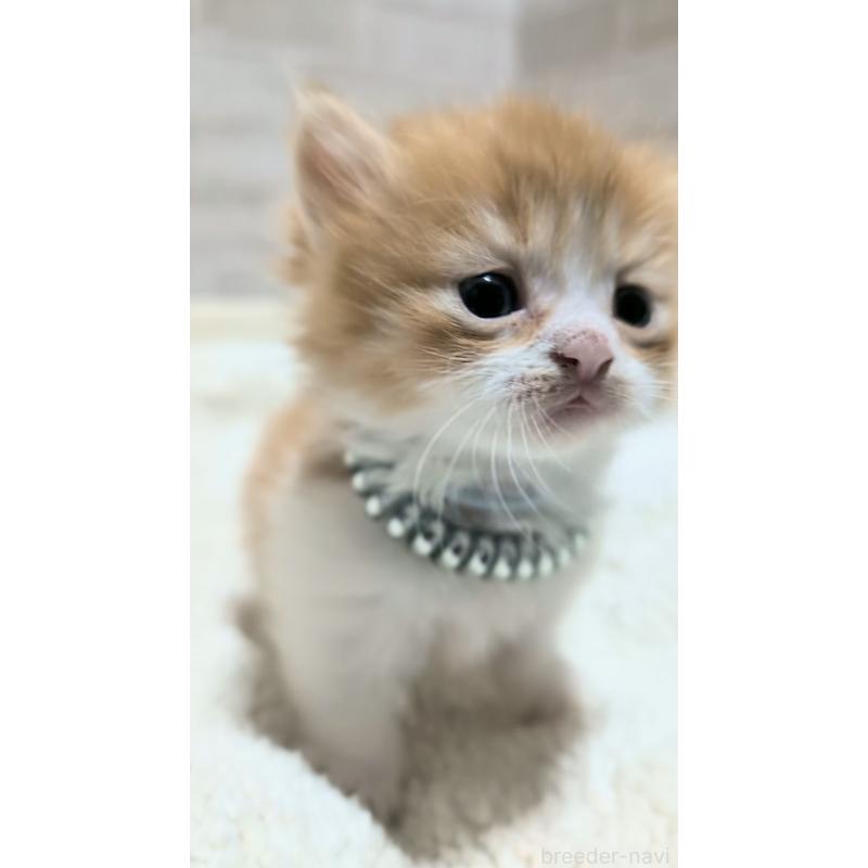 販売中の熊本県のマンチカン(短足)-135474の2枚目