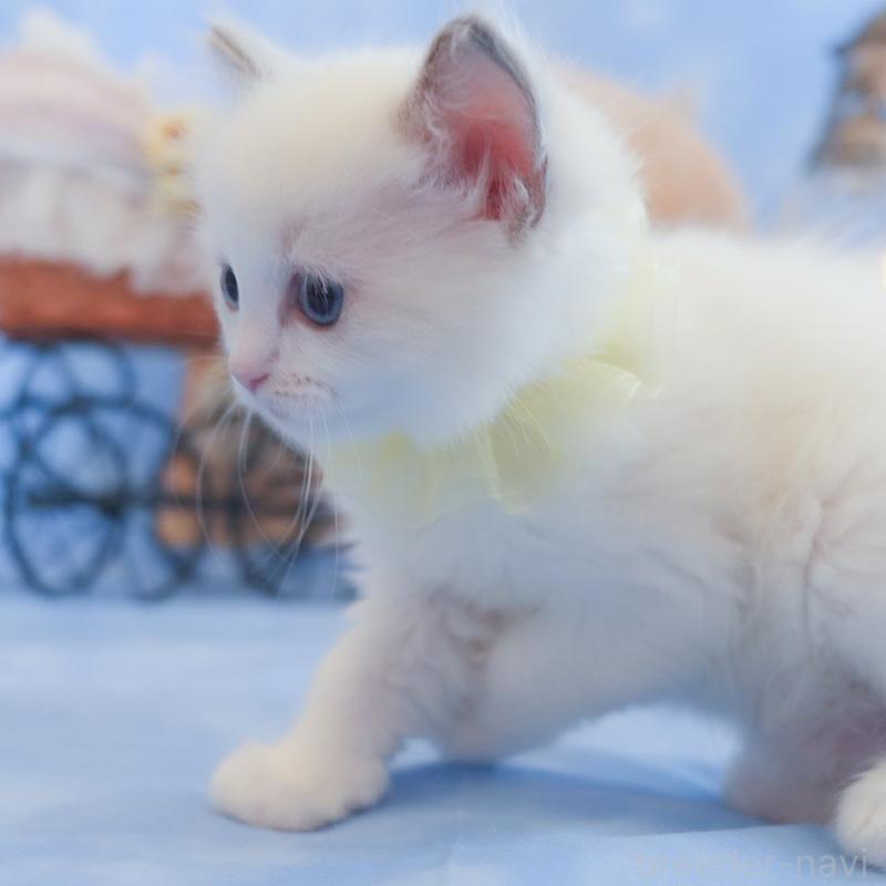 販売中の群馬県のラグドール-135468の16枚目