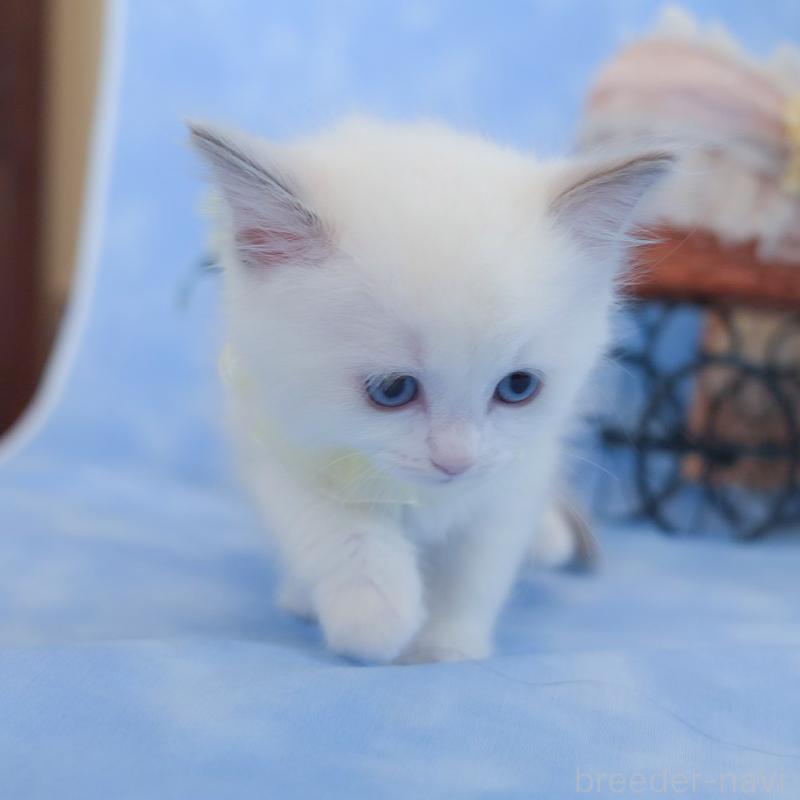 販売中の群馬県のラグドール-135468の15枚目