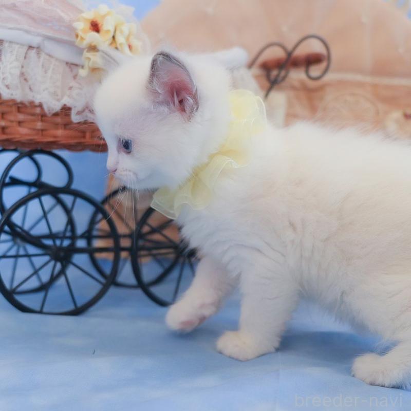 販売中の群馬県のラグドール-135468の14枚目