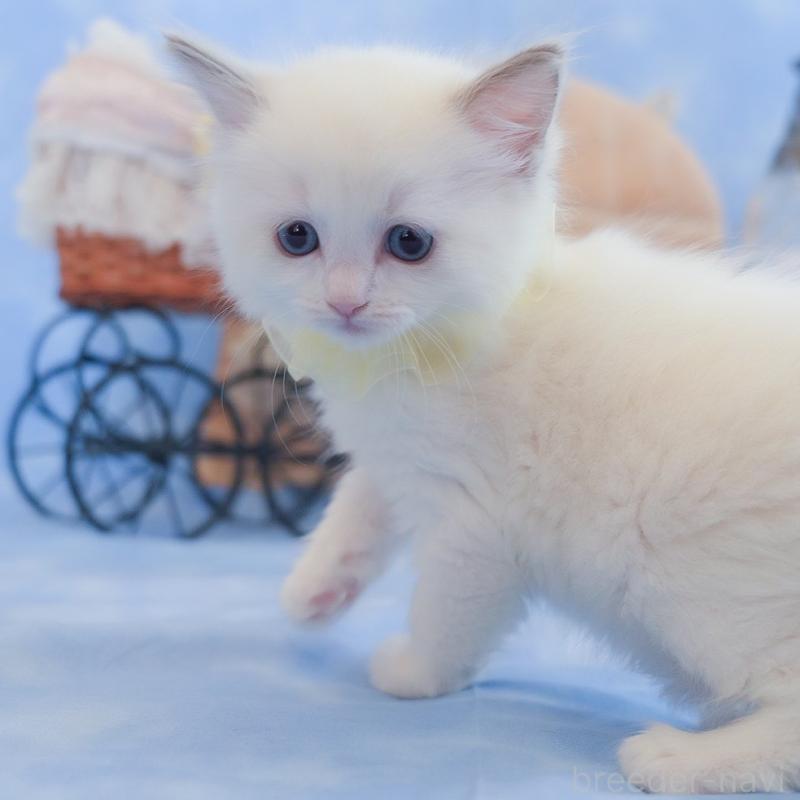 販売中の群馬県のラグドール-135468の13枚目