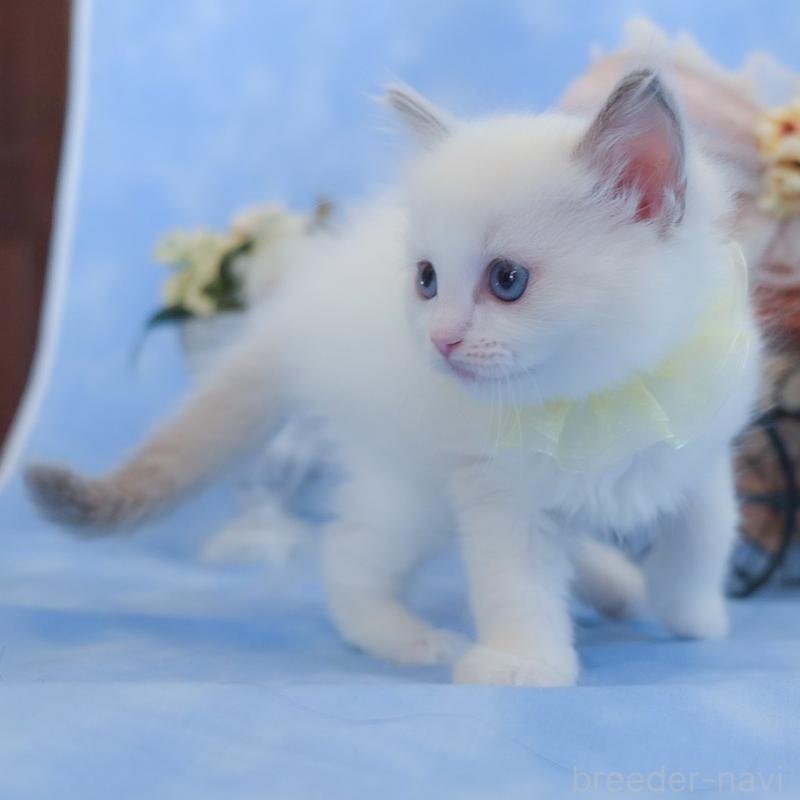 販売中の群馬県のラグドール-135468の12枚目