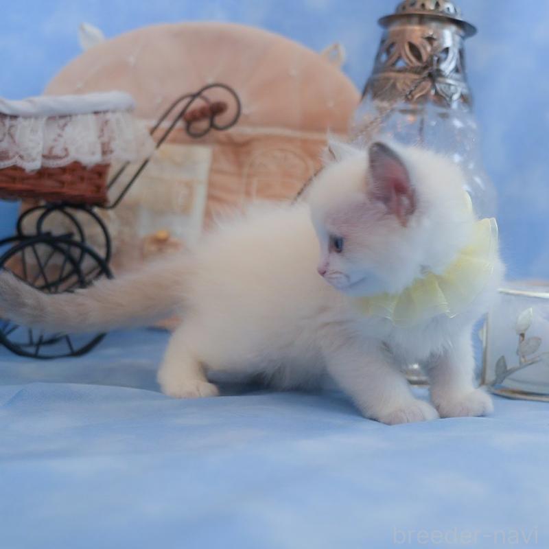 販売中の群馬県のラグドール-135468の11枚目