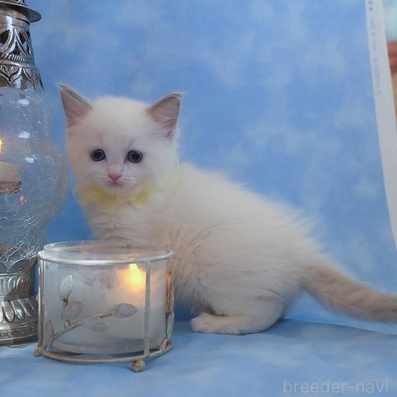 販売中の群馬県のラグドール-135468の10枚目