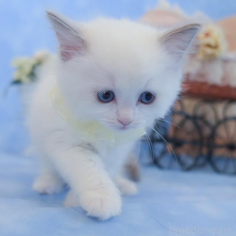 販売中の群馬県のラグドール-135468の8枚目