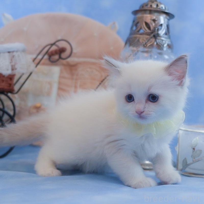 販売中の群馬県のラグドール-135468の9枚目