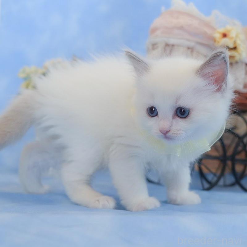 販売中の群馬県のラグドール-135468の7枚目