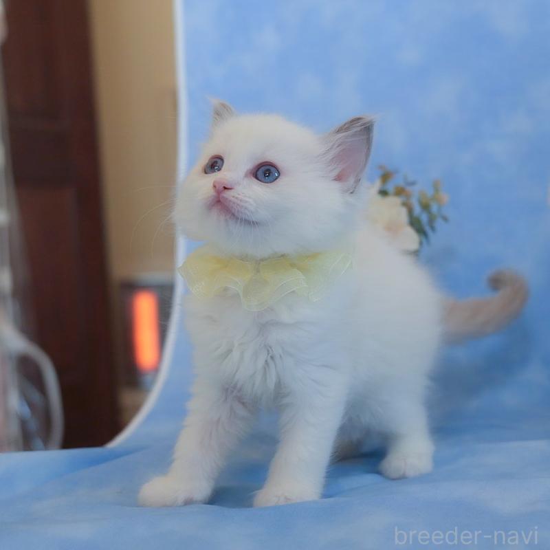 販売中の群馬県のラグドール-135468の5枚目