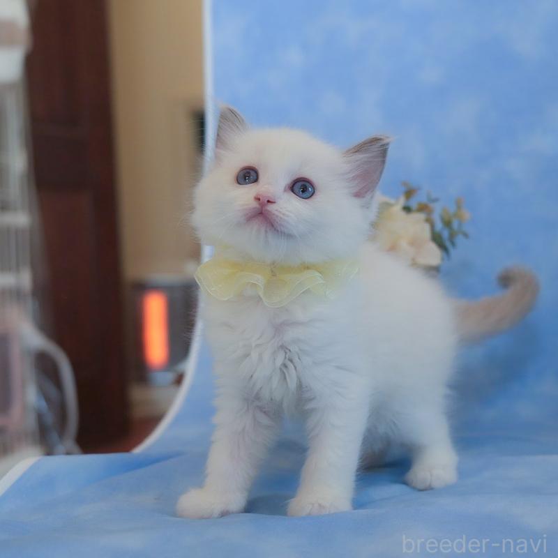 販売中の群馬県のラグドール-135468