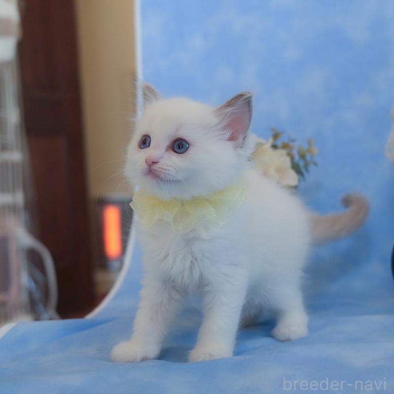 販売中の群馬県のラグドール-135468の4枚目