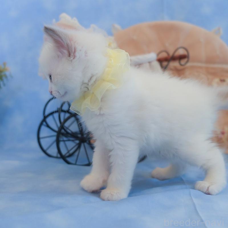 販売中の群馬県のラグドール-135468の3枚目