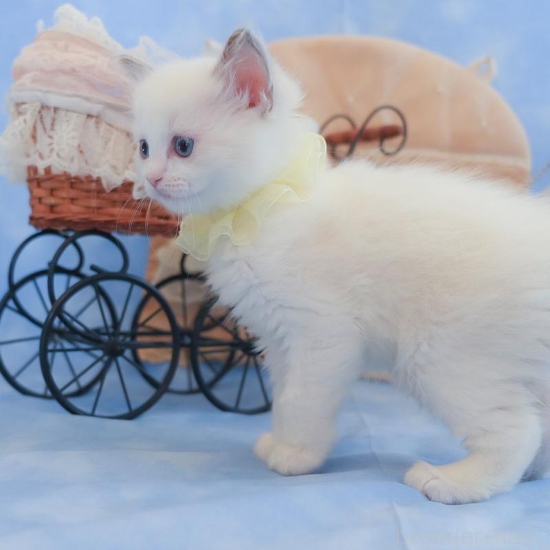 販売中の群馬県のラグドール-135468の2枚目