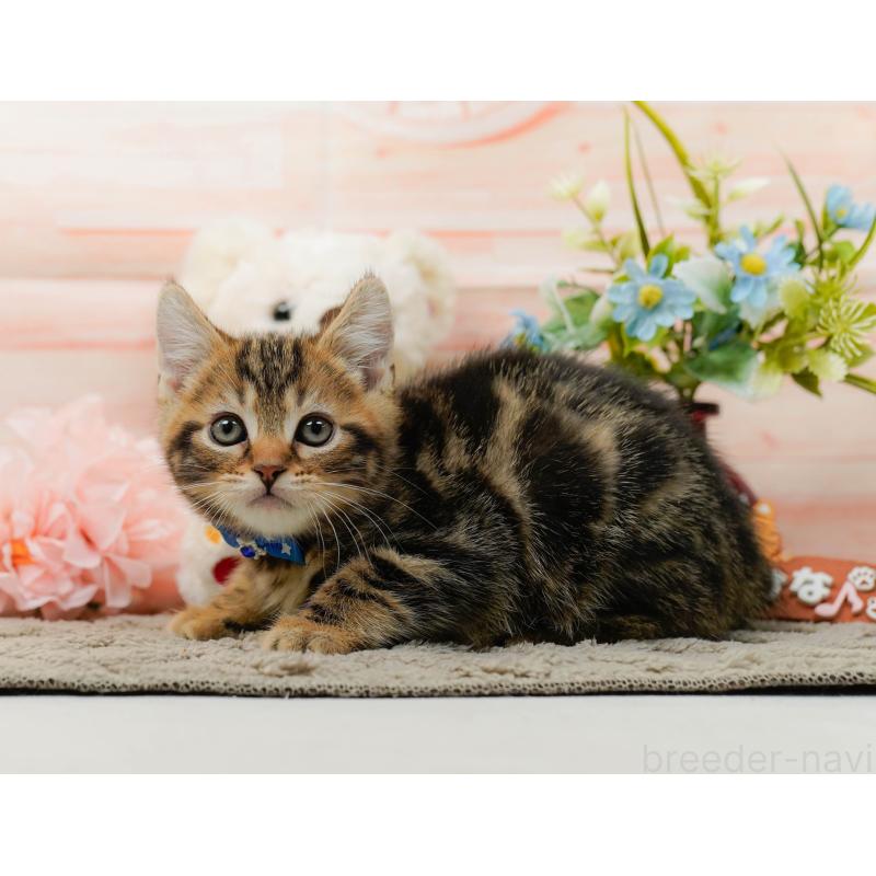 販売中の神奈川県のマンチカン-135471の11枚目