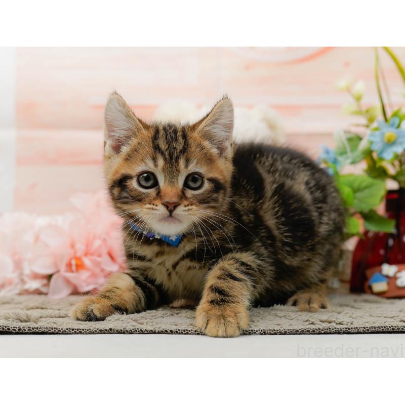 販売中の神奈川県のマンチカン-135471の10枚目