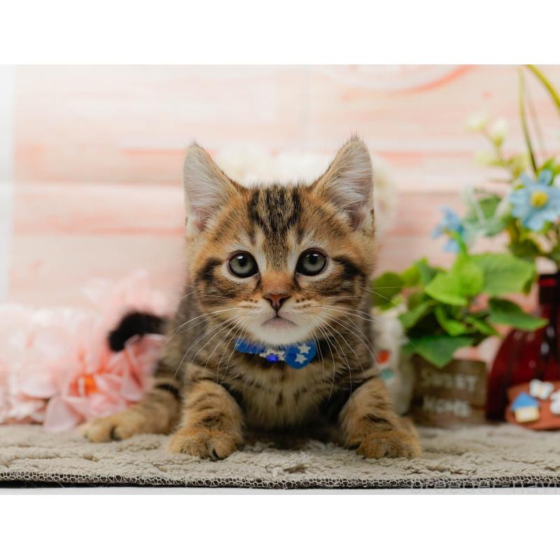 販売中の神奈川県のマンチカン-135471の9枚目