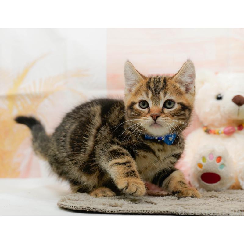 販売中の神奈川県のマンチカン-135471の8枚目