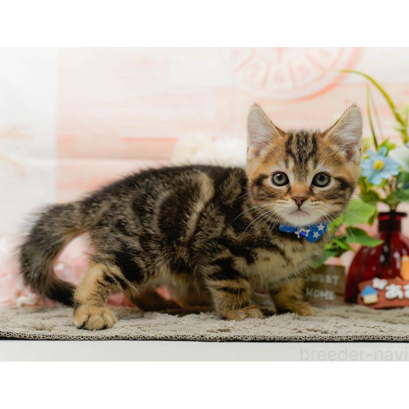 販売中の神奈川県のマンチカン-135471の7枚目