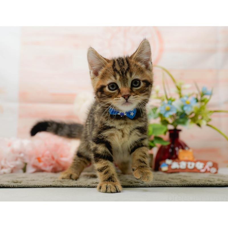 販売中の神奈川県のマンチカン-135471の6枚目