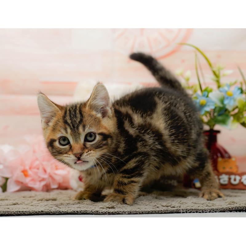 販売中の神奈川県のマンチカン-135471の5枚目