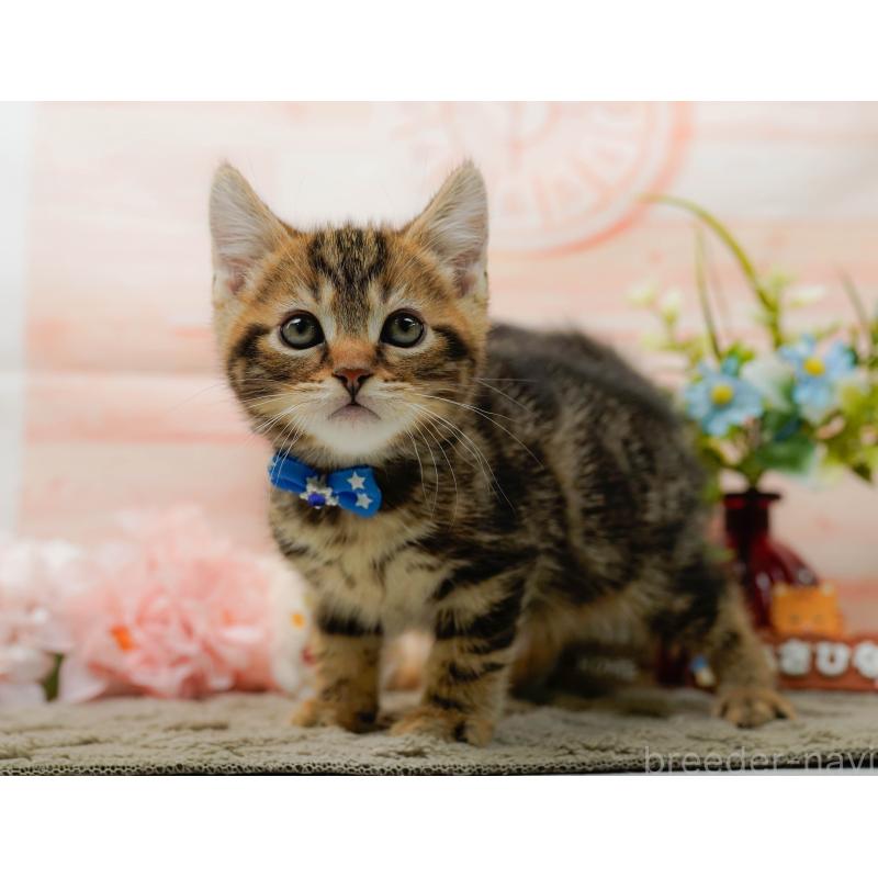 販売中の神奈川県のマンチカン-135471の4枚目