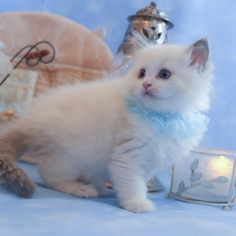 販売中の群馬県のラグドール-135469の11枚目