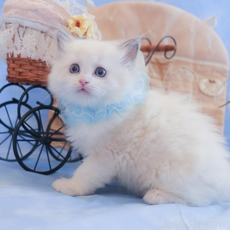 販売中の群馬県のラグドール-135469