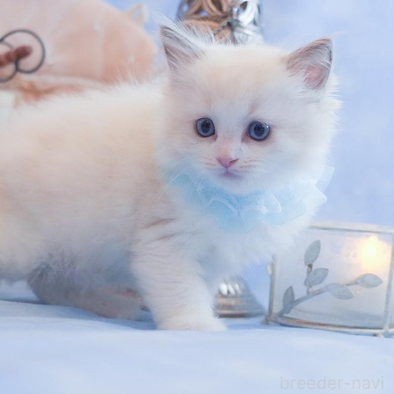 販売中の群馬県のラグドール-135469の9枚目