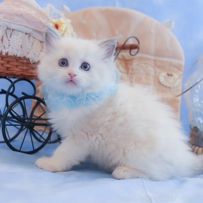 販売中の群馬県のラグドール-135469の8枚目