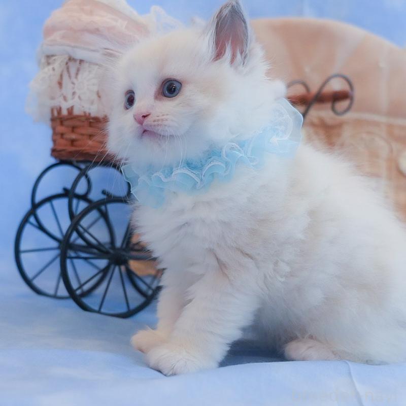 販売中の群馬県のラグドール-135469の7枚目