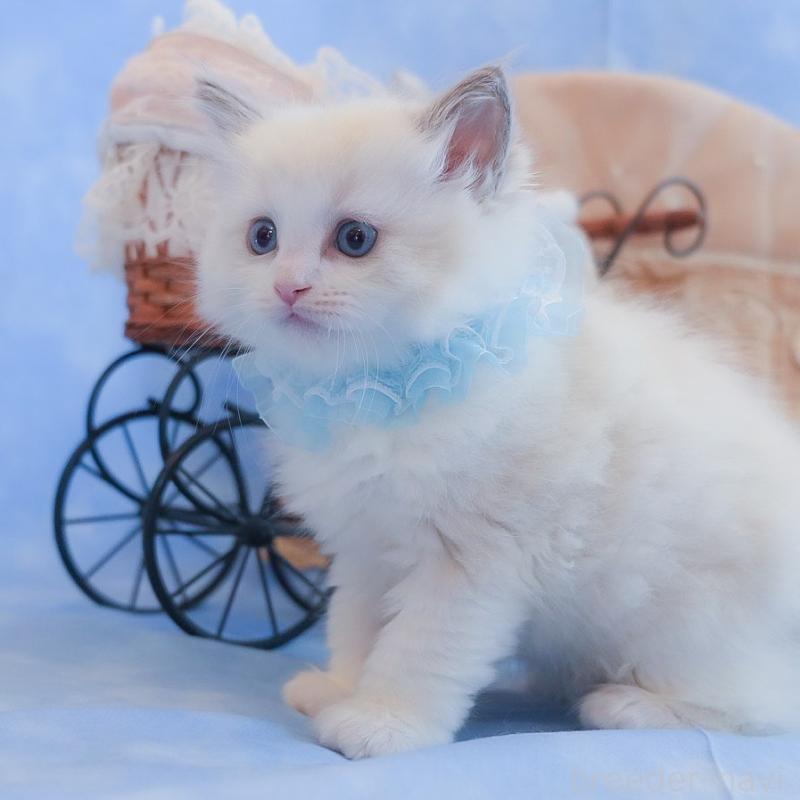 販売中の群馬県のラグドール-135469の6枚目