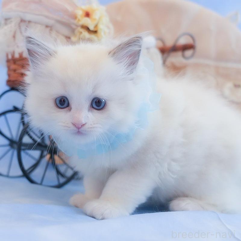 販売中の群馬県のラグドール-135469の5枚目