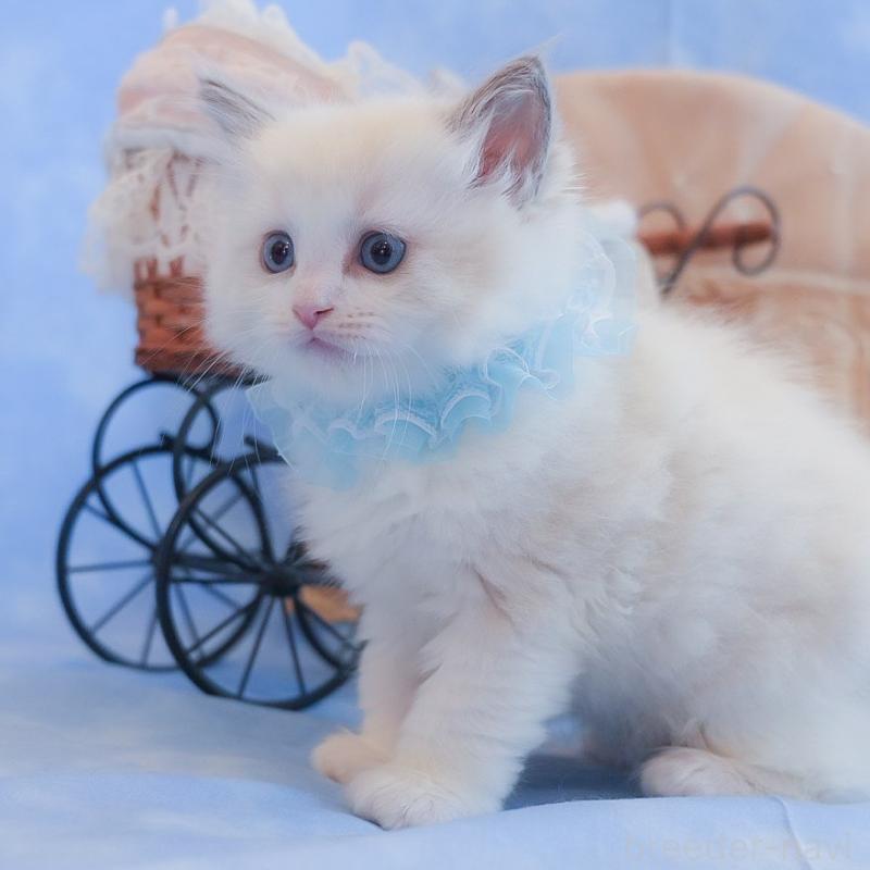 販売中の群馬県のラグドール-135469の4枚目