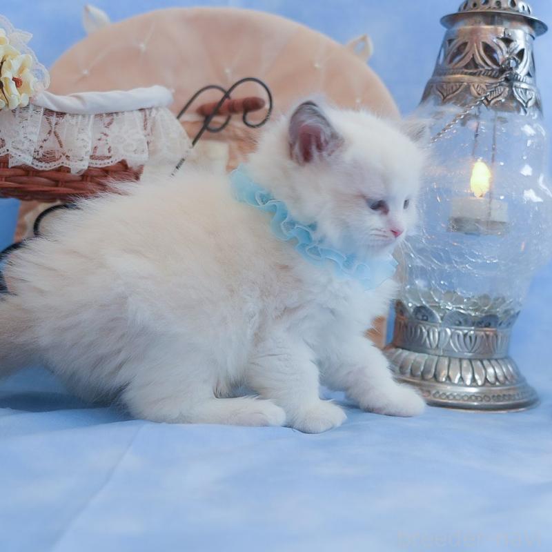 販売中の群馬県のラグドール-135469の2枚目