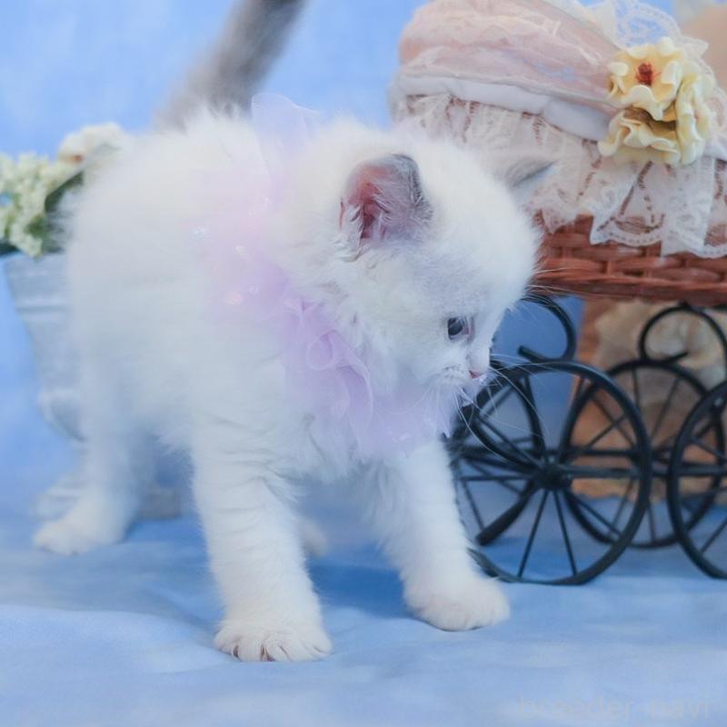 販売中の群馬県のラグドール-135470の13枚目