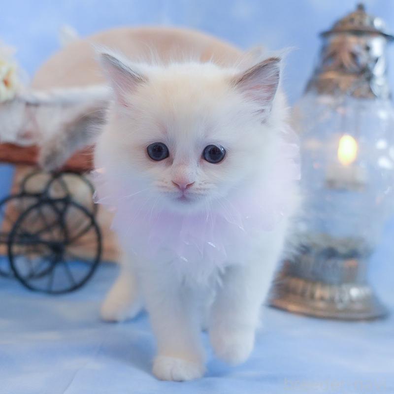 販売中の群馬県のラグドール-135470の12枚目