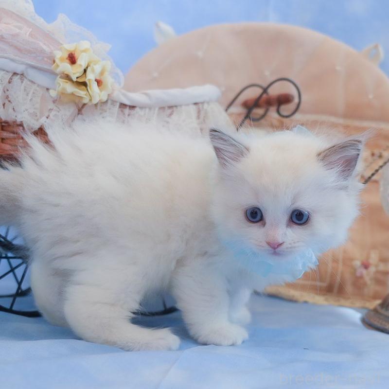 販売中の群馬県のラグドール-135470の11枚目