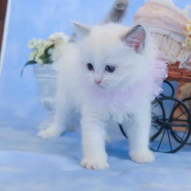 販売中の群馬県のラグドール-135470の10枚目