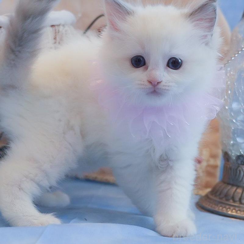 販売中の群馬県のラグドール-135470の1枚目