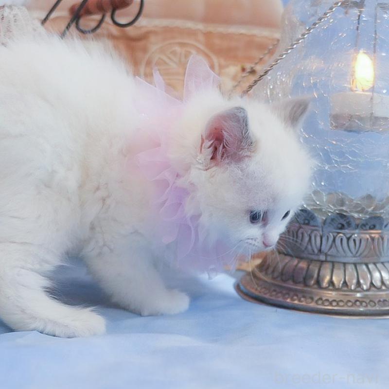 販売中の群馬県のラグドール-135470の9枚目