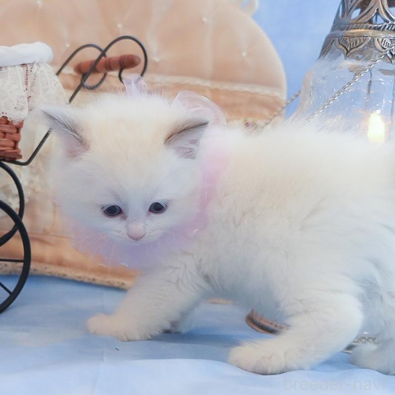 販売中の群馬県のラグドール-135470の8枚目