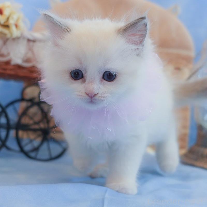 販売中の群馬県のラグドール-135470の7枚目